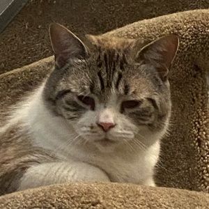 Meet your Posher, queen see